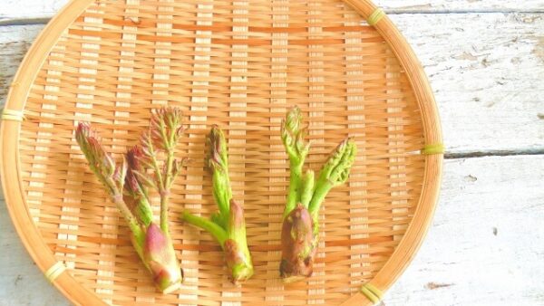 春の不調を整える体調管理の秘訣